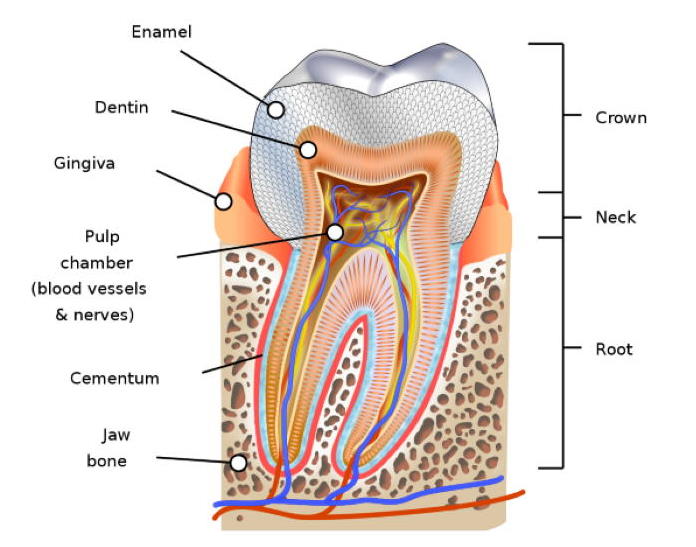 Root Canal Cost near Costa Mesa, CA