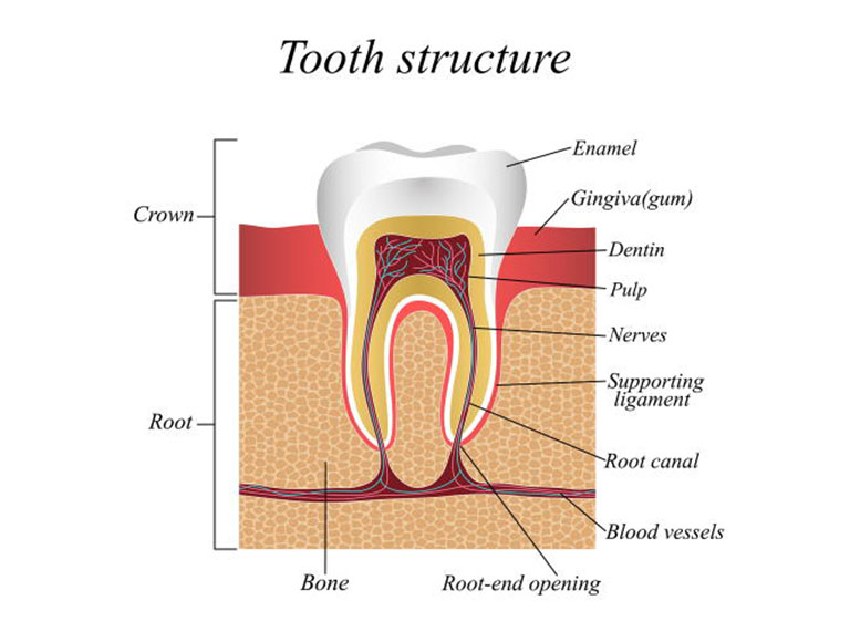 Tooth Structure