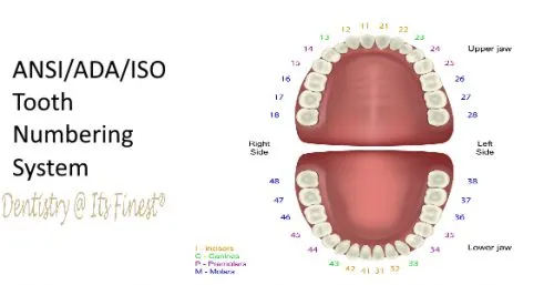 Dental Notation